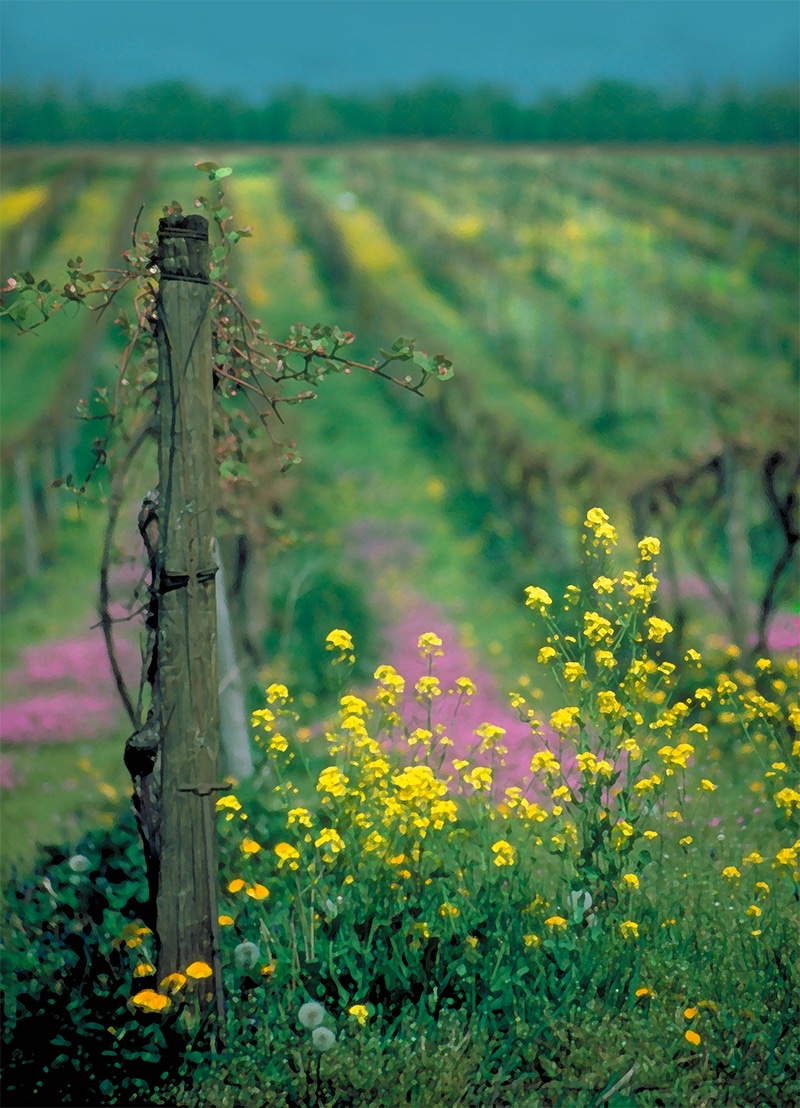 mustard flowers.