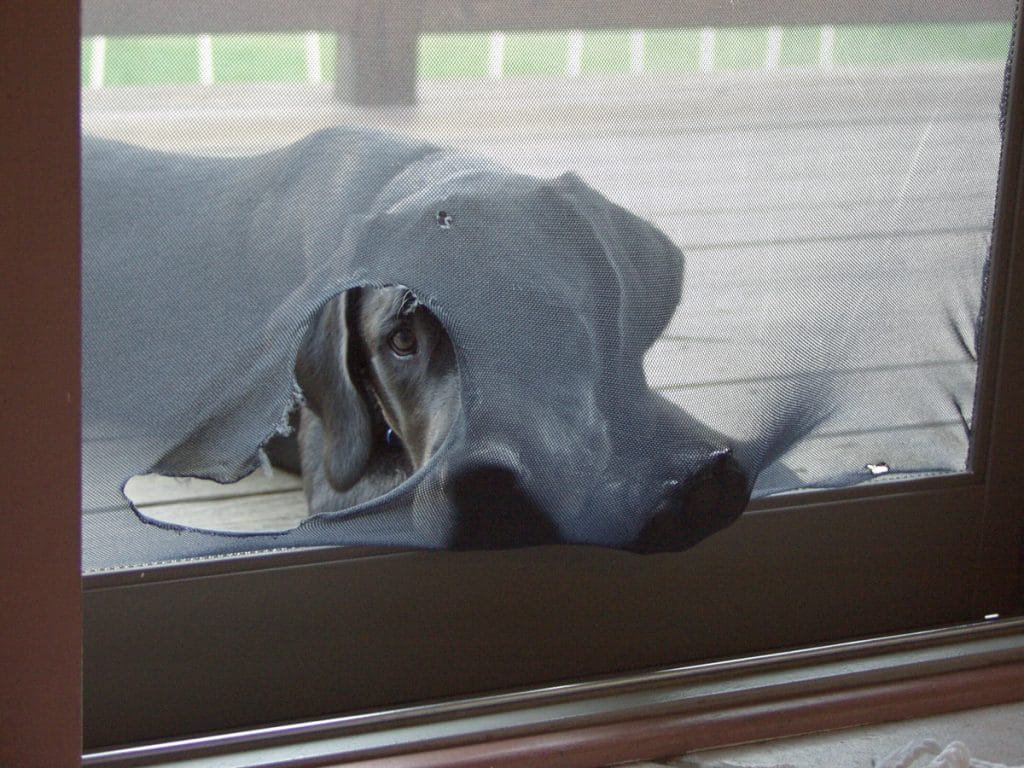 wags the leader dog for the blind