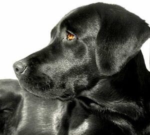wags