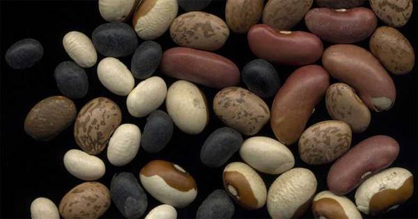 multicolor beans