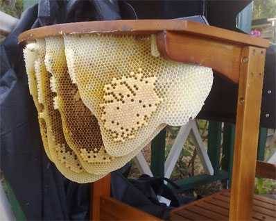bees nest under a grill that hasnt been used in awhile