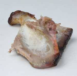 Blade bone after being removed from a cooked pork butt