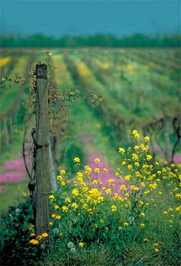 farm rows
