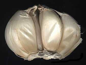 garlic cloves