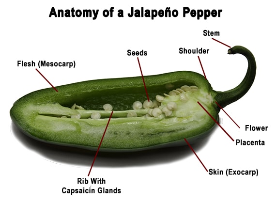 dissected jalapeno