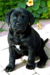 Leader Dog Jazz