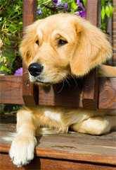 Leader Dog