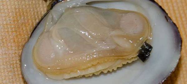 clam
