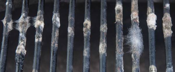 mold on grill