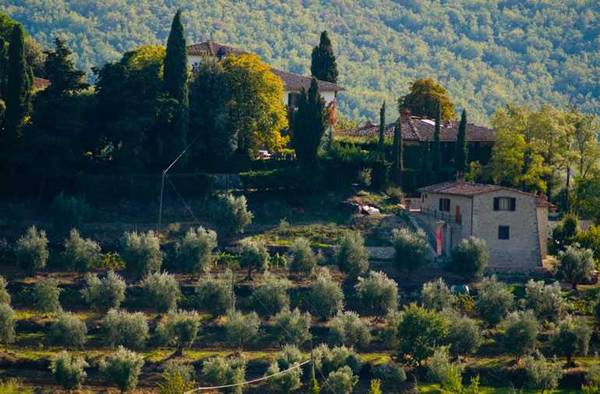 photo of an olive orchard