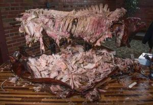 picked over hog