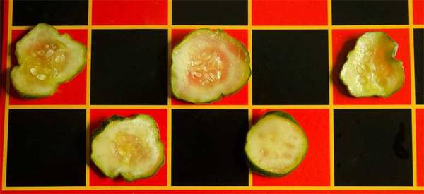 pickle slices arranged on red squares of checkerboard