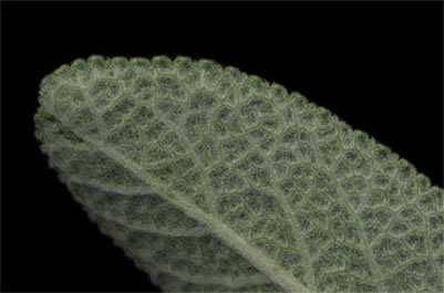 sage leaf