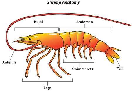 shrimp anatomy
