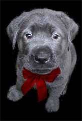 Leader Dog Sport