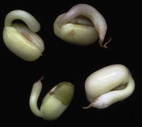 sprout beans