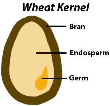 wheat kernel