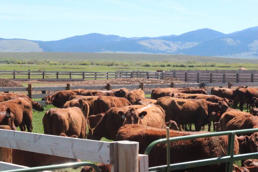 cattle.