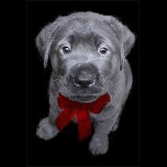 Closeup of grey puppy wearing red bow around neck against plain black background.
