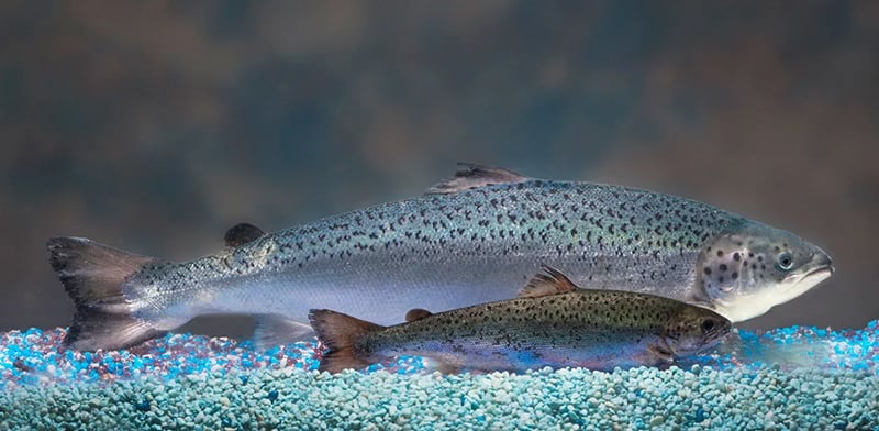 A fish next to each other

AI-generated content may be incorrect.